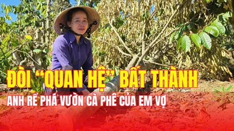 PHẪN NỘ! Đòi "quan hệ" bất thành anh rể phá vườn cà phê của em vợ